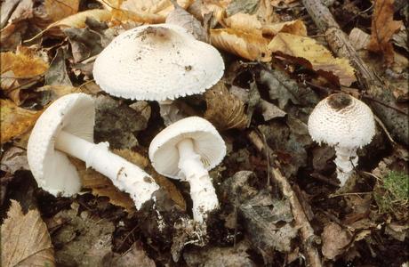 Rotknolliger Schirmling (Lepiota ignivolvata) - © Helmut Pidlich-Aigner